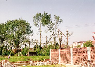 Ulomené koruny stromů u fotbalového hřiště (lokalita 2 na obr.8). Foto autor.