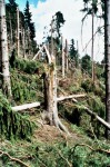 Lesní porost po průchodu tornáda